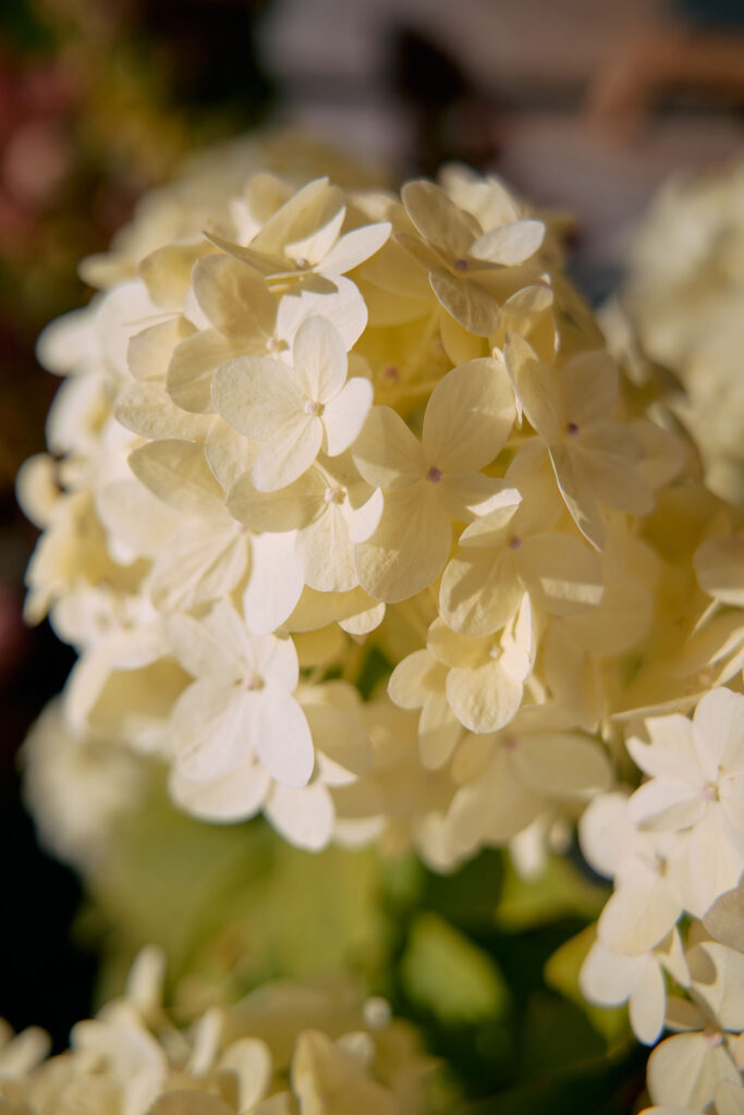 Close-up of a white stem hydrangea in the garden of the Aerli house
